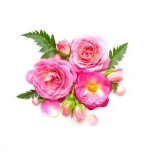 Meet your Posher, Gloriverse